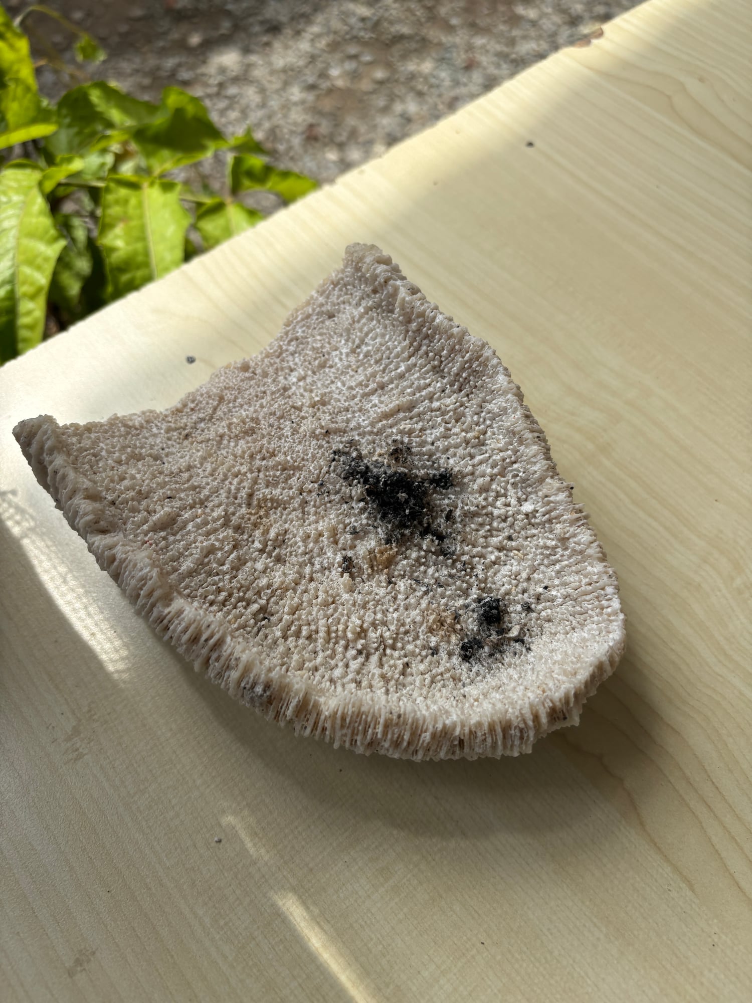 A uniquely shaped ashtray resembling coral on a wooden table