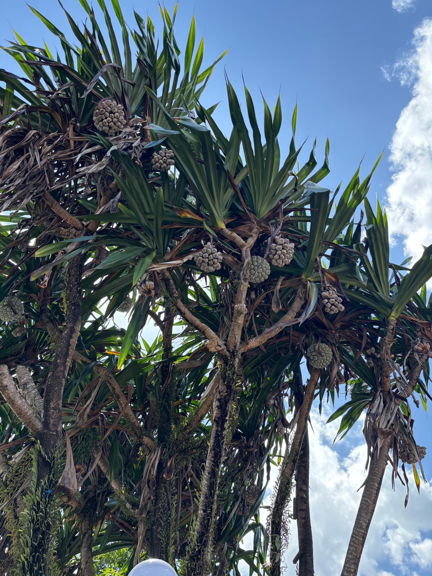 A palm-like tree with unusual cone-shaped clusters growing from its branches
