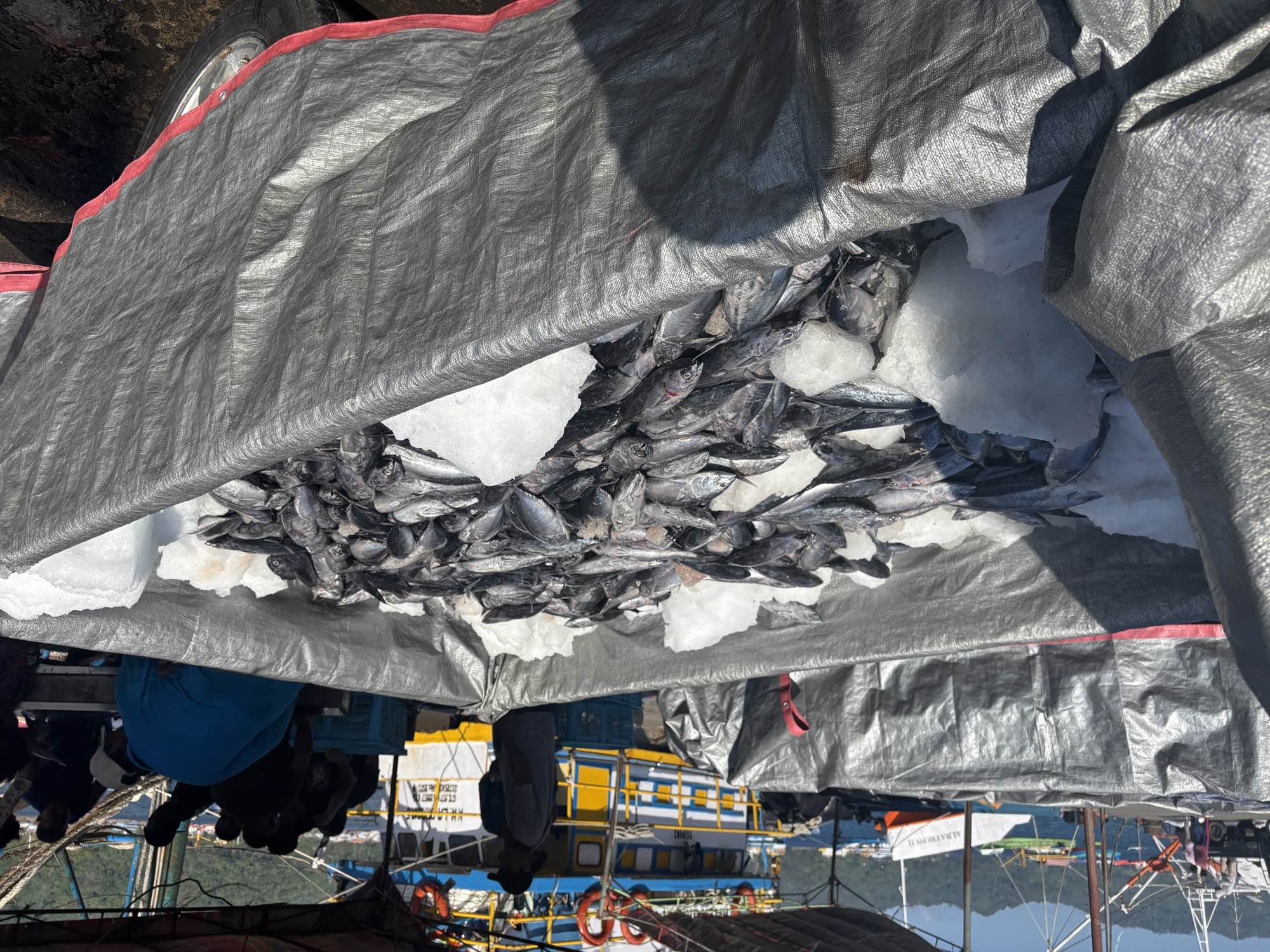 The fishermen's fresh catch of Tongkol packed on ice