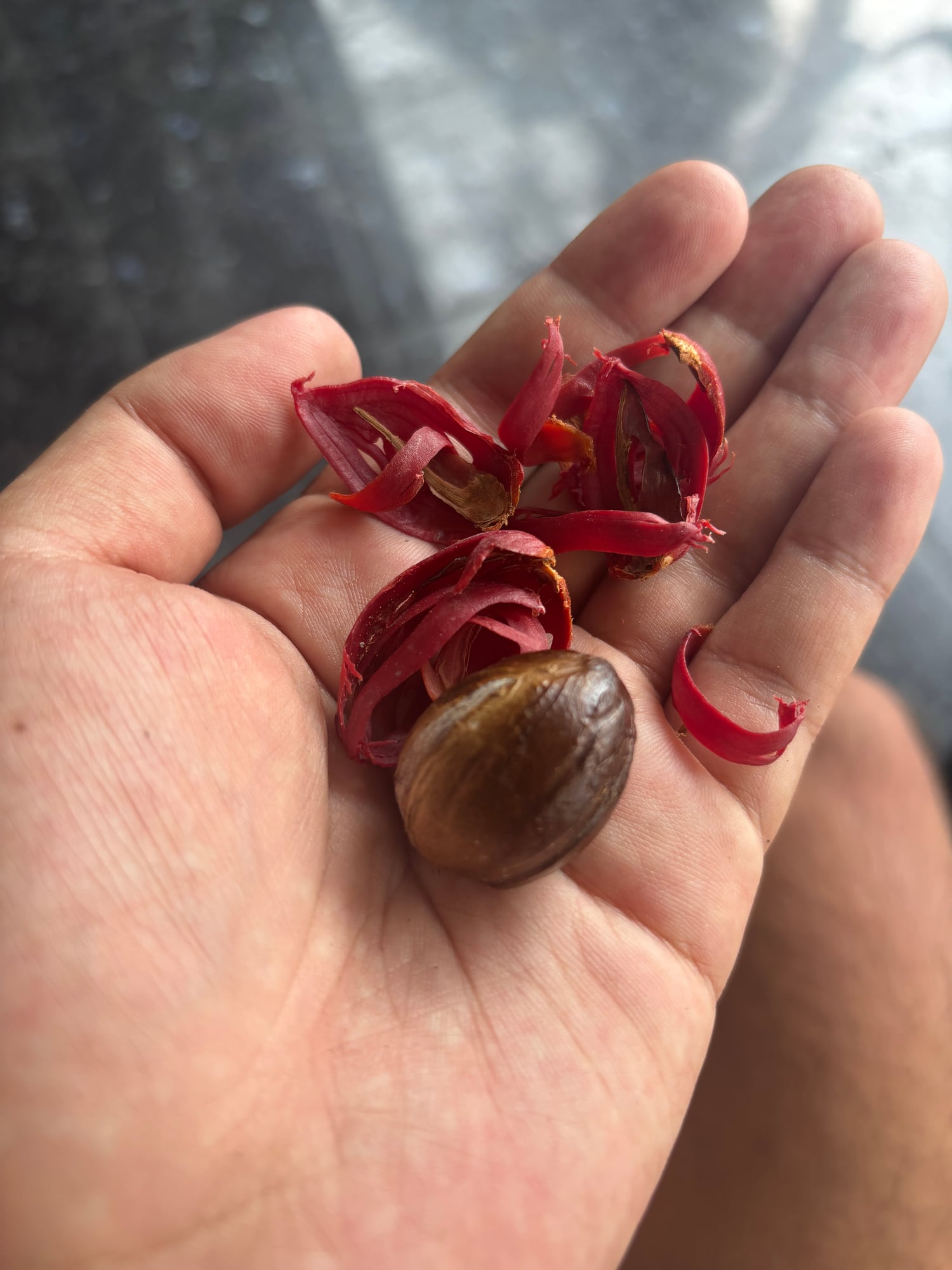 A fresh nutmeg with its red mace still attached, held in my hand