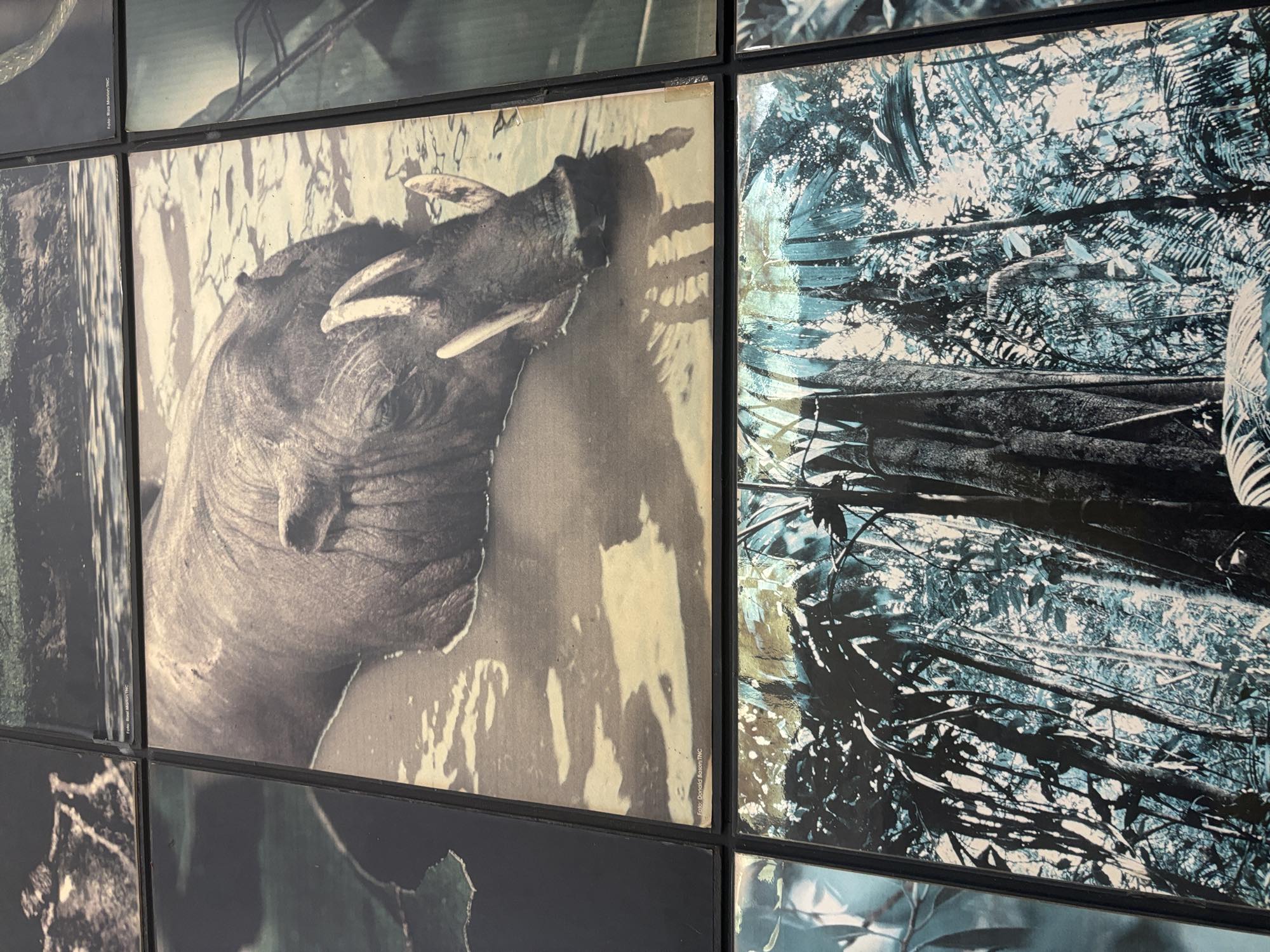 Ancient daily artifacts and local wildlife displays inside the Palu Museum