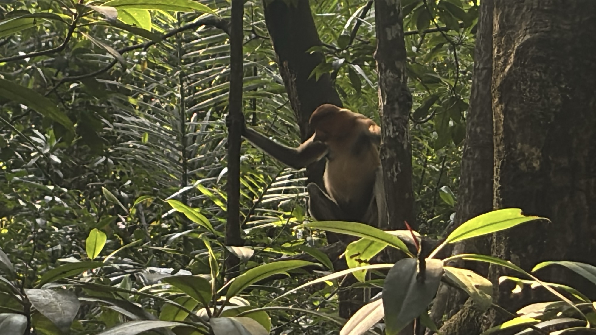 Proboscis monkeys resting in the trees above the water settlement