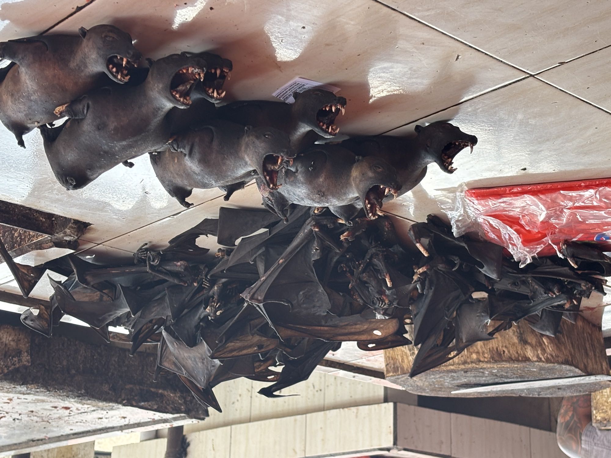Unidentifiable small animals for sale at the Extreme Market