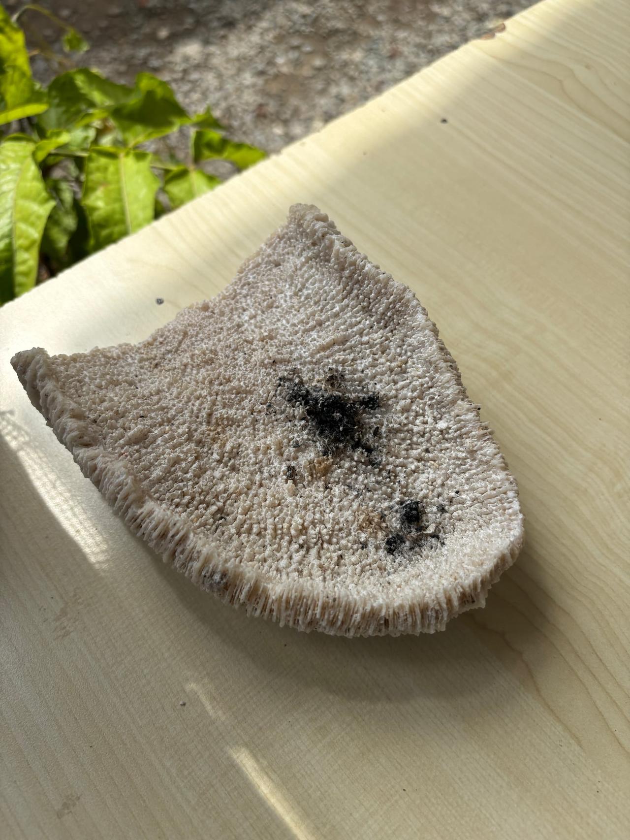 A uniquely shaped ashtray resembling coral on a wooden table