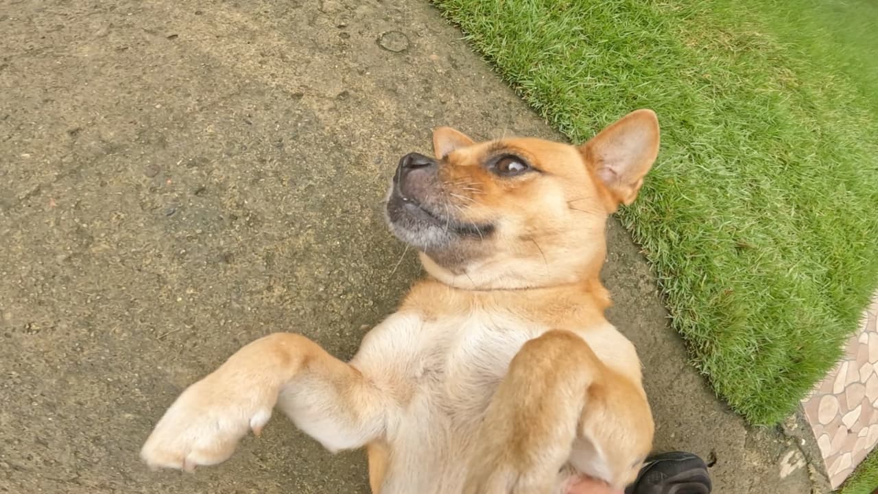 Friendly resident dog at Lhoyjean Garden Hostel in Bohol