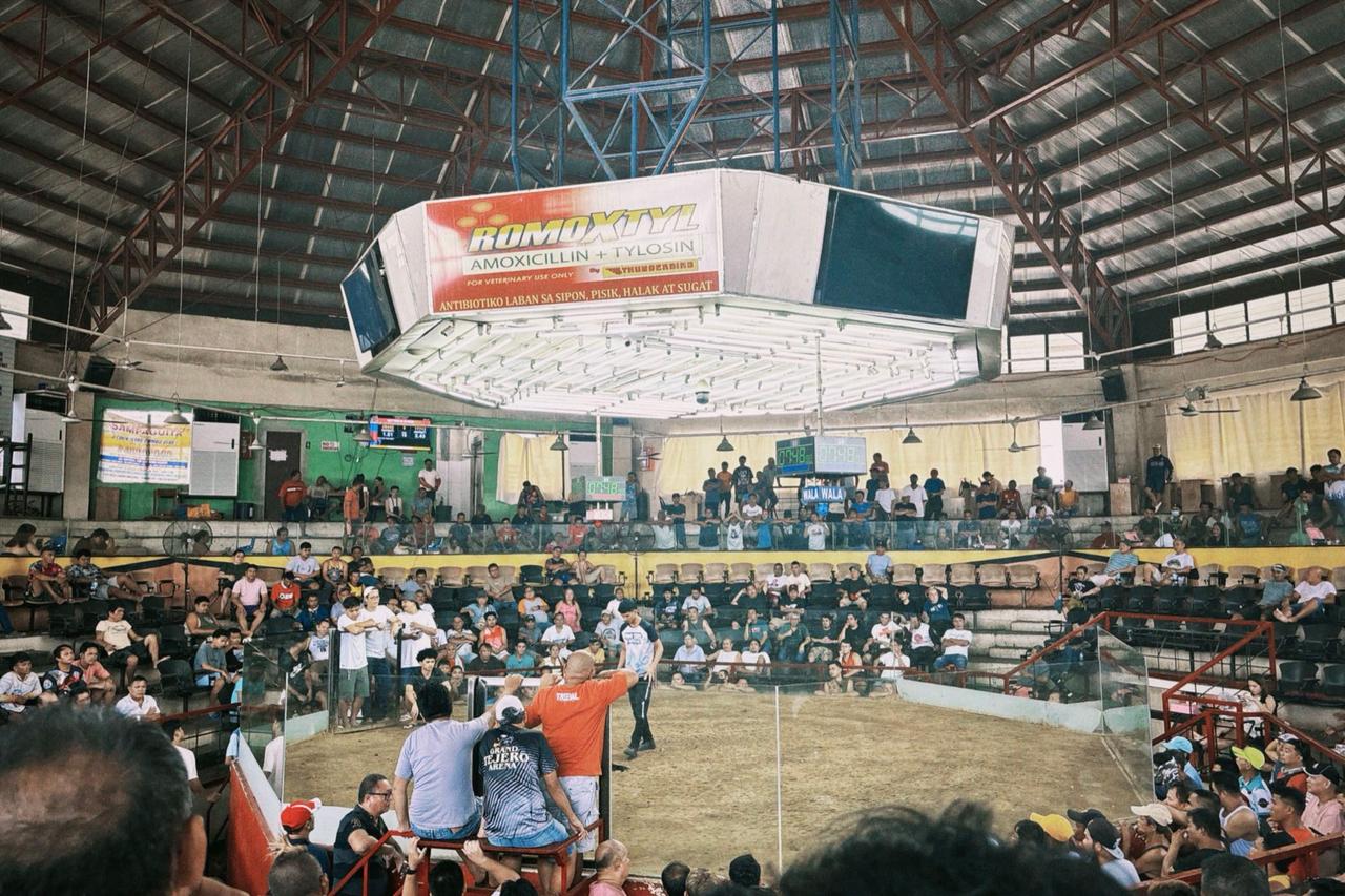 A packed cockfighting arena in Cebu with spectators seated around the dirt ring