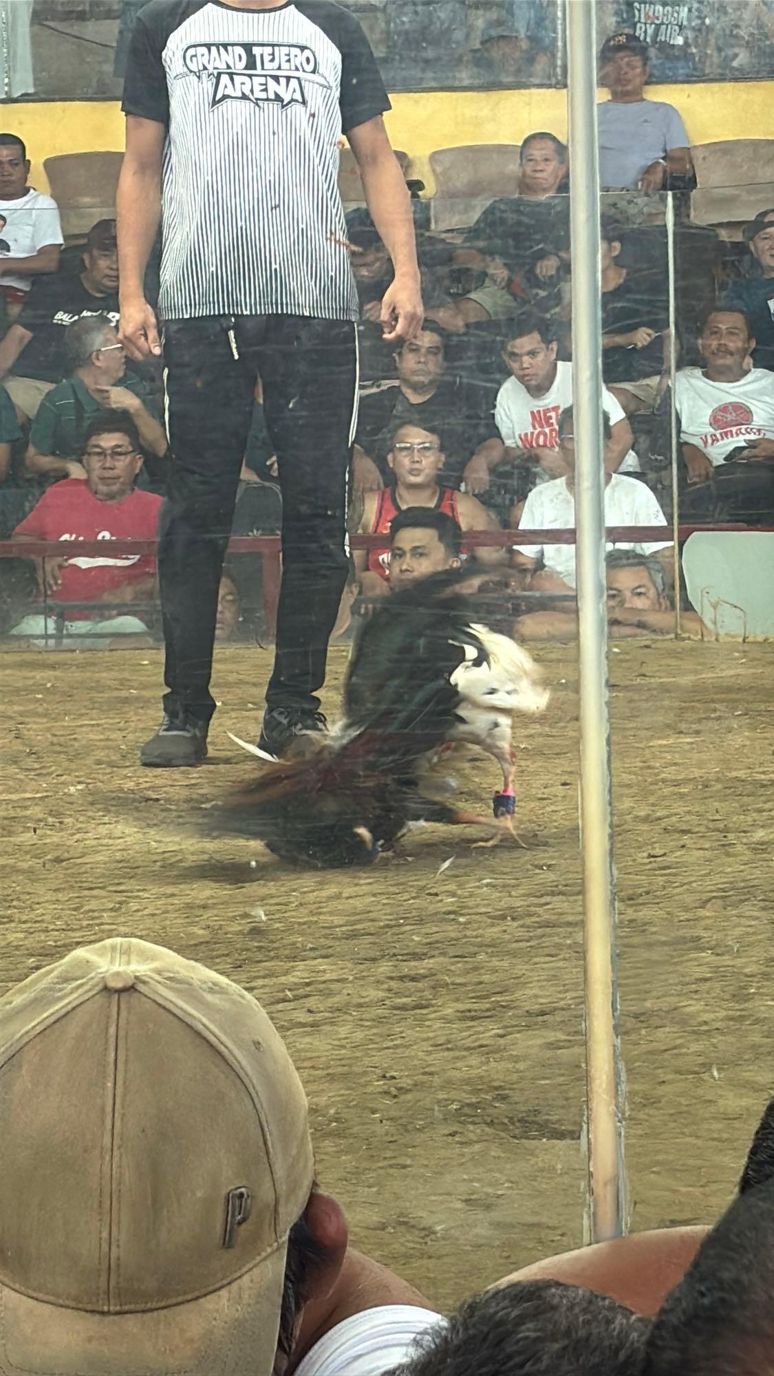 Two roosters fighting in the dirt ring while a referee and crowd look on