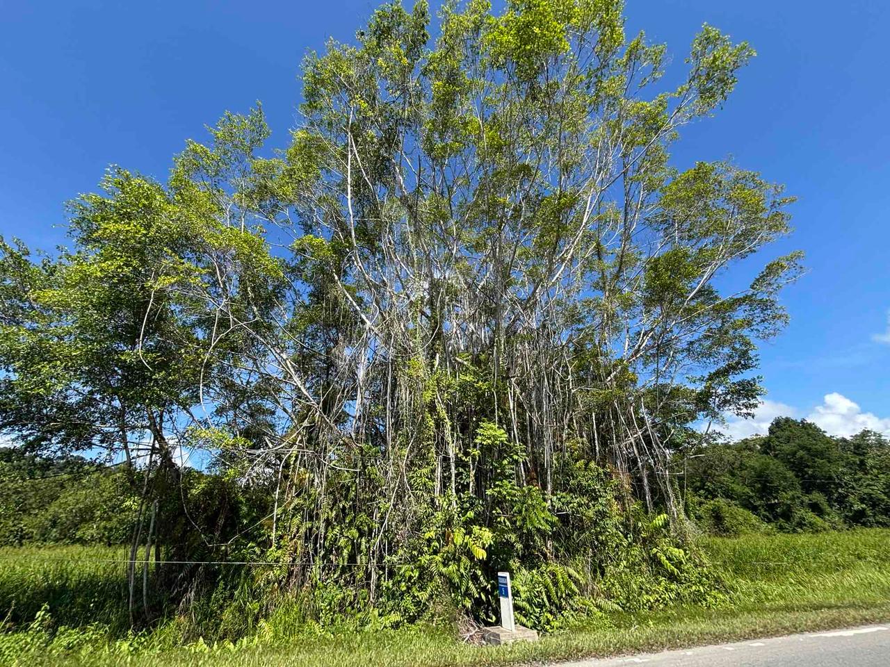 Dense Borneo jungle scenery along the roadside