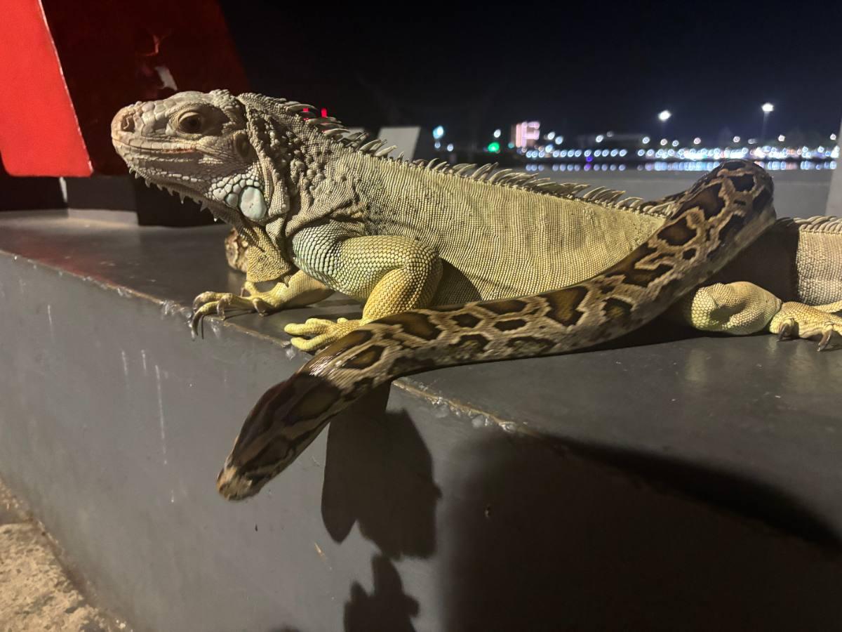 A large iguana resting on a ledge along the reclaimed coastline at night, city lights glittering behind it