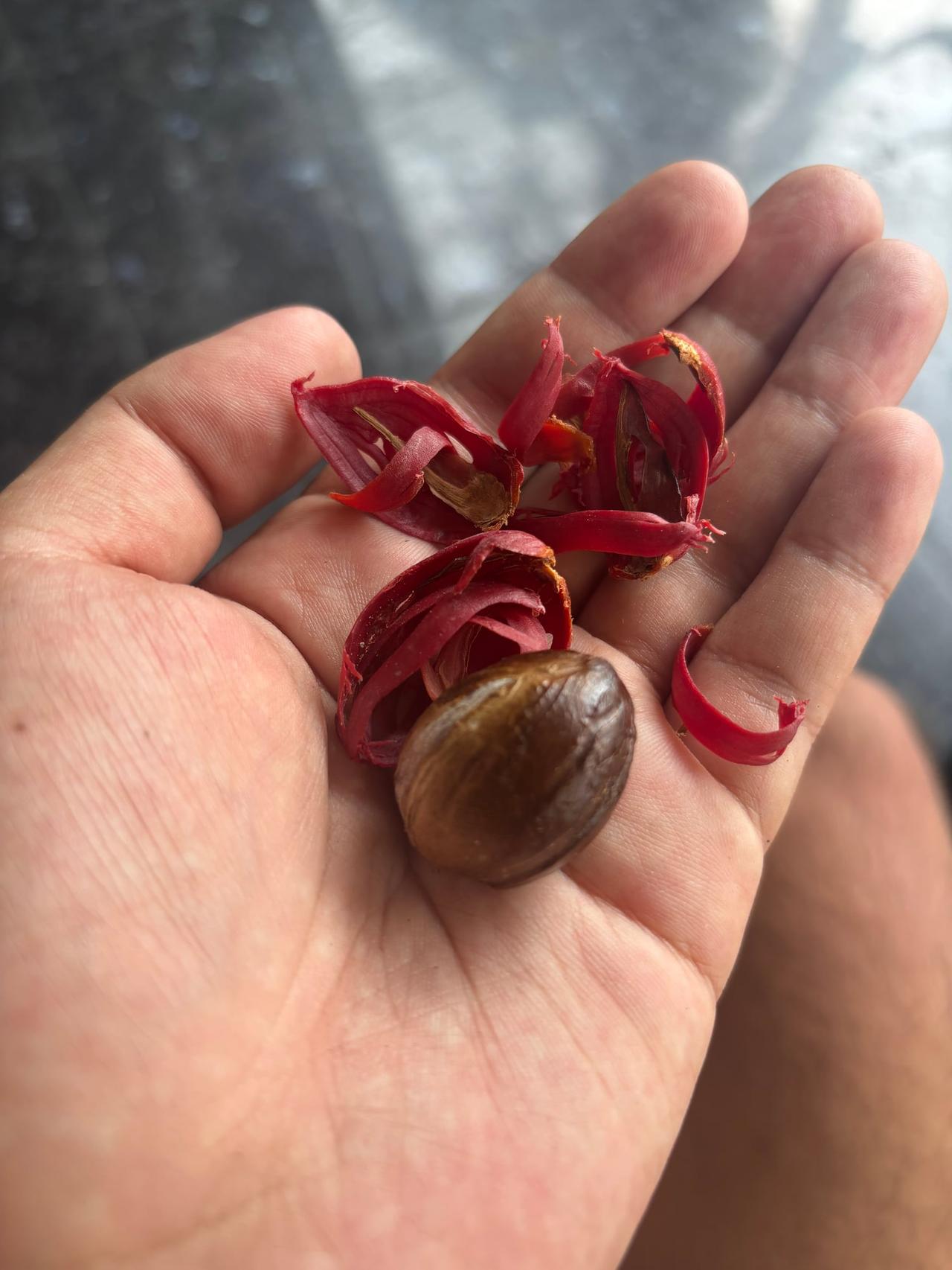 A fresh nutmeg with its red mace still attached, held in my hand