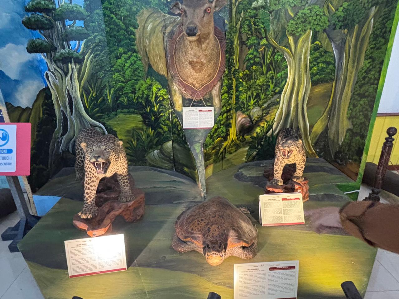 Tampilan lebih dekat dari pameran mata uang bersejarah era pendudukan Jepang