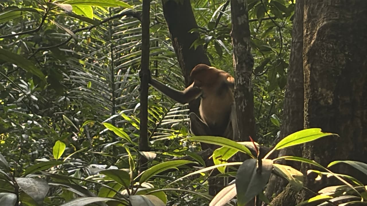 Monyet-monyet bekantan beristirahat di pepohonan di atas permukiman atas air