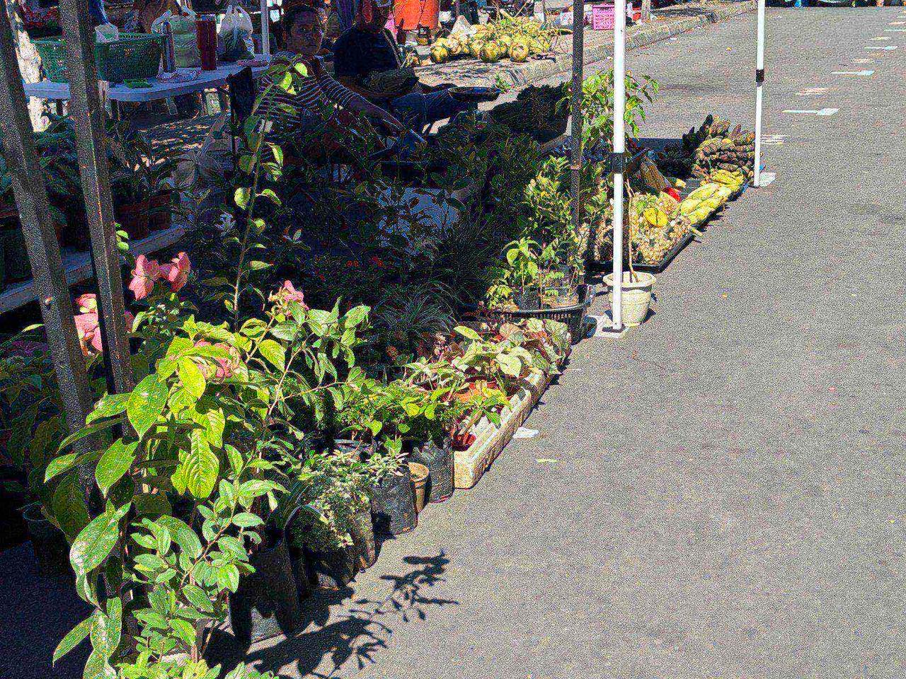 Potted plants and flowers for sale along the Sunday market street