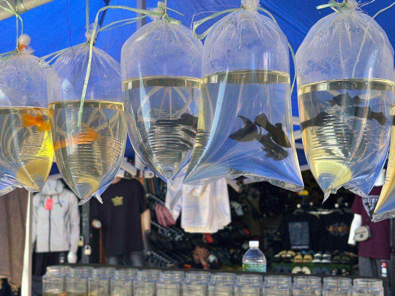 Bags of goldfish hanging for sale at the market