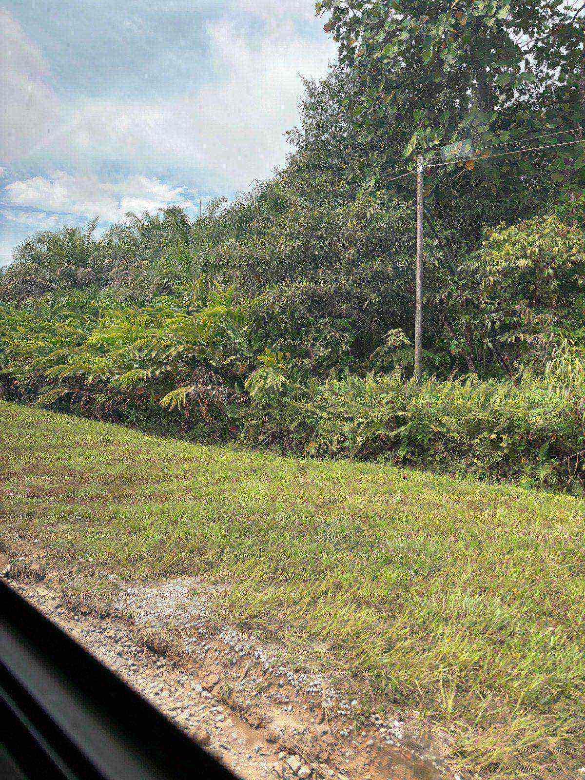 A gravel road cutting through dense jungle, seen from the van window