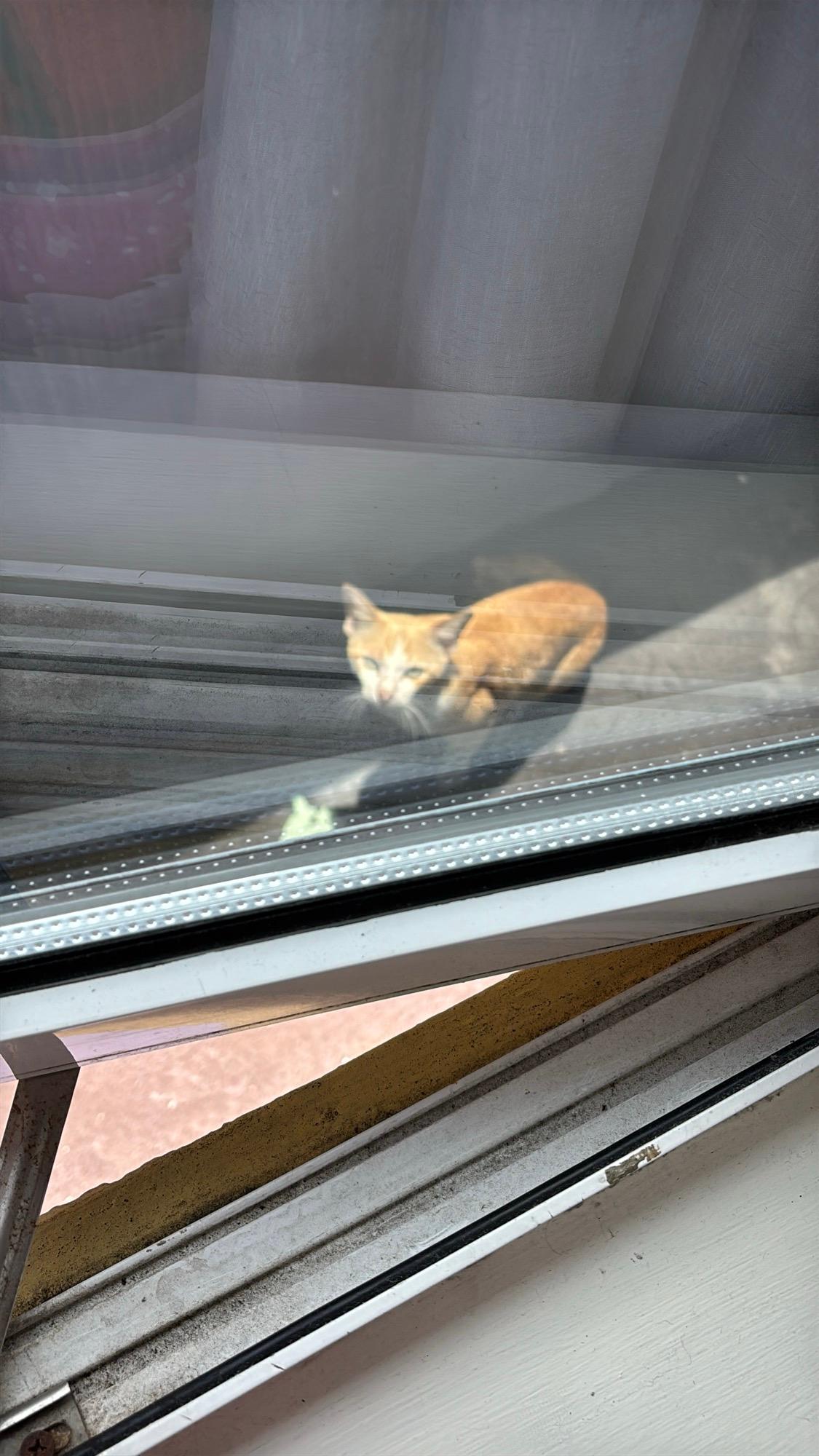 A small orange stray cat stuck on the third-floor window ledge
