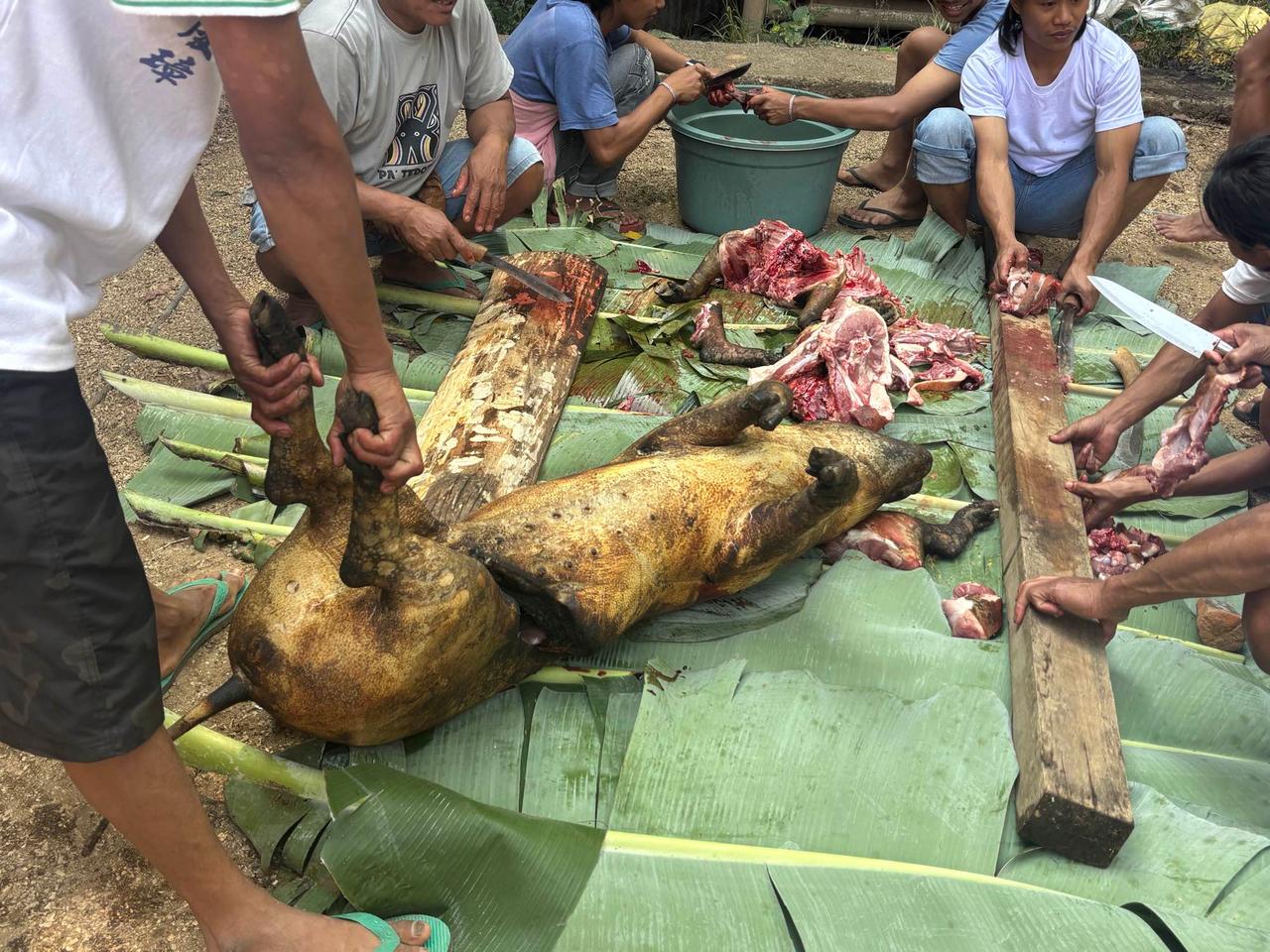A group of villagers gathered around a whole singed pig, cutting and portioning the meat