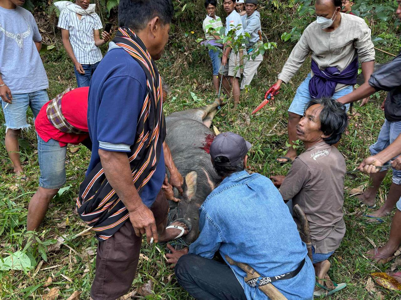 Villagers gathered around a water buffalo during the sacrificial ritual