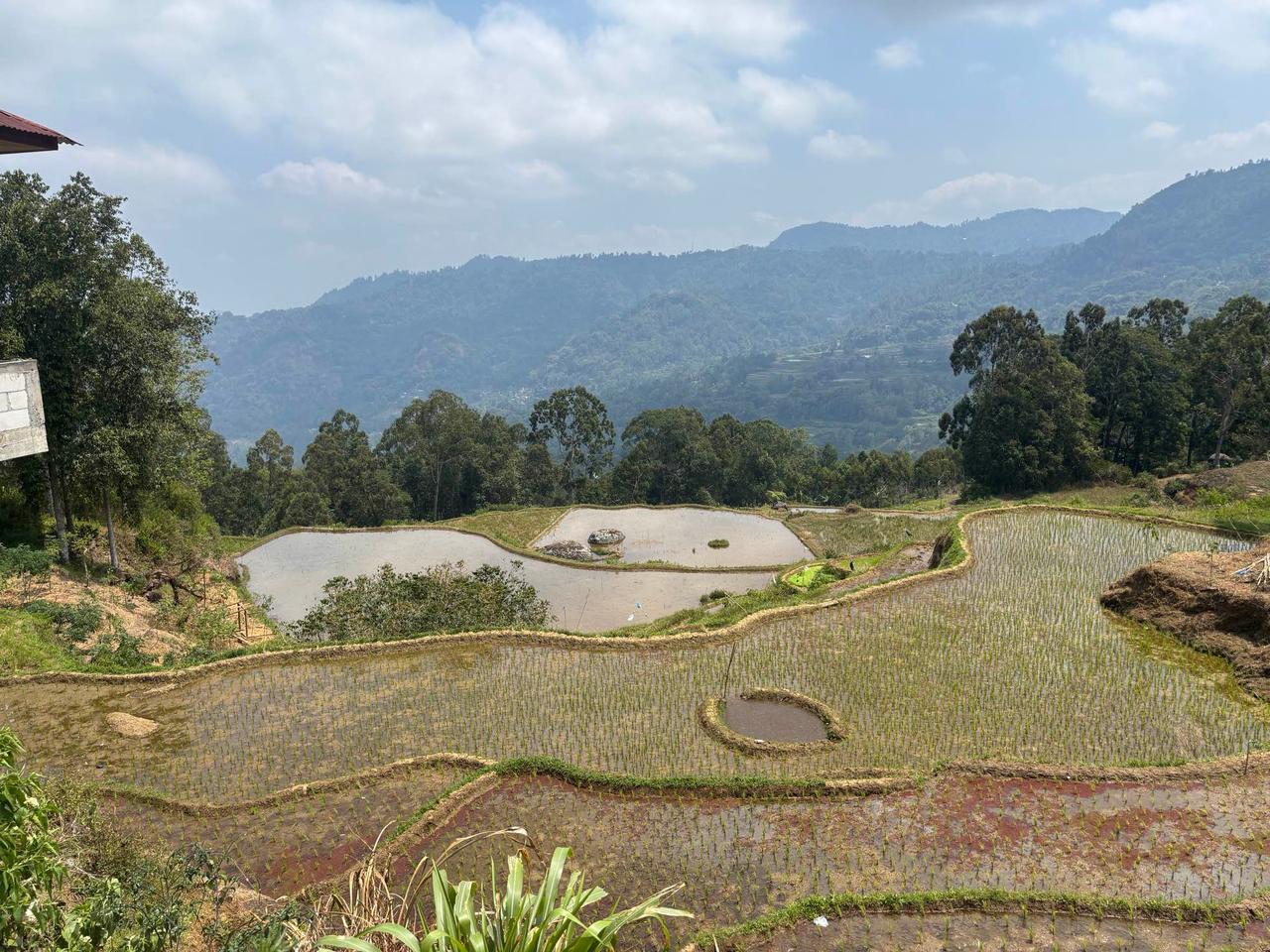 Terraced rice paddies cascading down a misty highland valley in Toraja