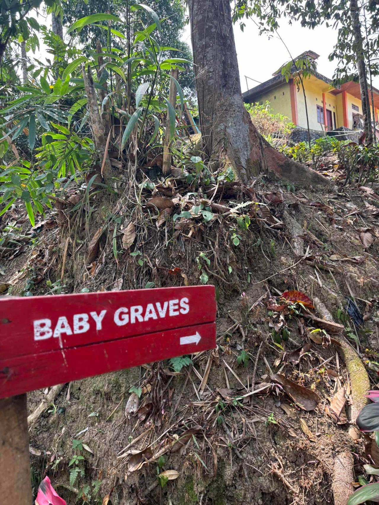 A red wooden sign reading "Baby Graves" pointing toward a massive tree trunk