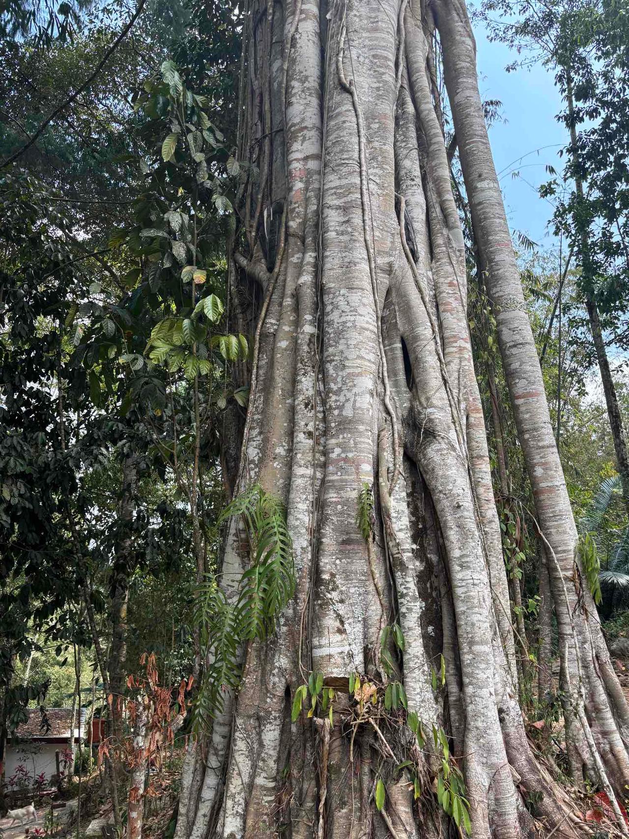 A massive buttressed tree trunk with small carved niches used for infant burials