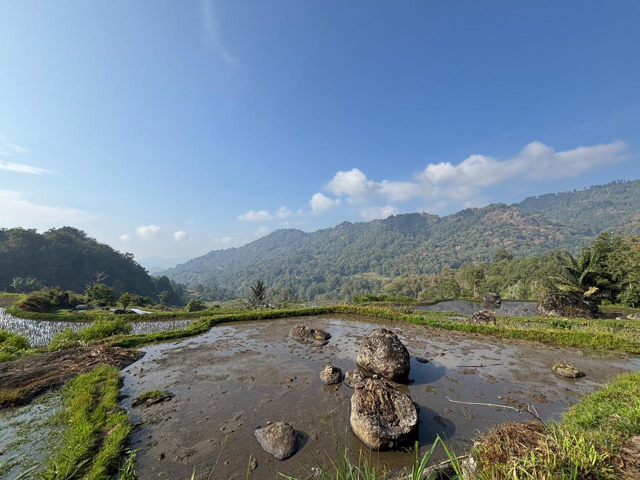 Dry rice paddies and misty mountains along a walking path in Tana Toraja
