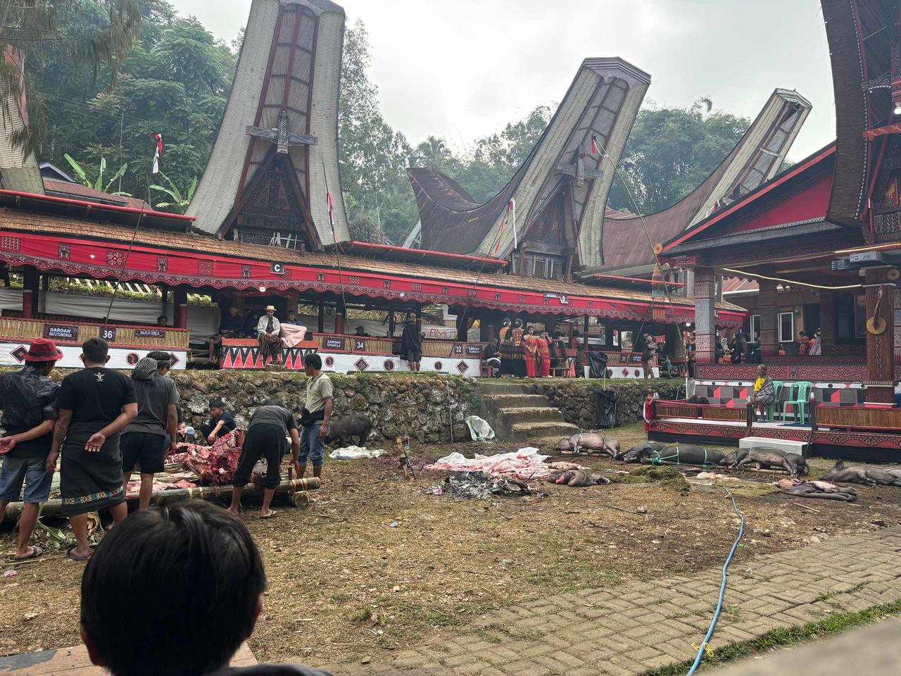 Pigs bound and laid out in the ceremony plaza in front of Tongkonan pavilions in the morning