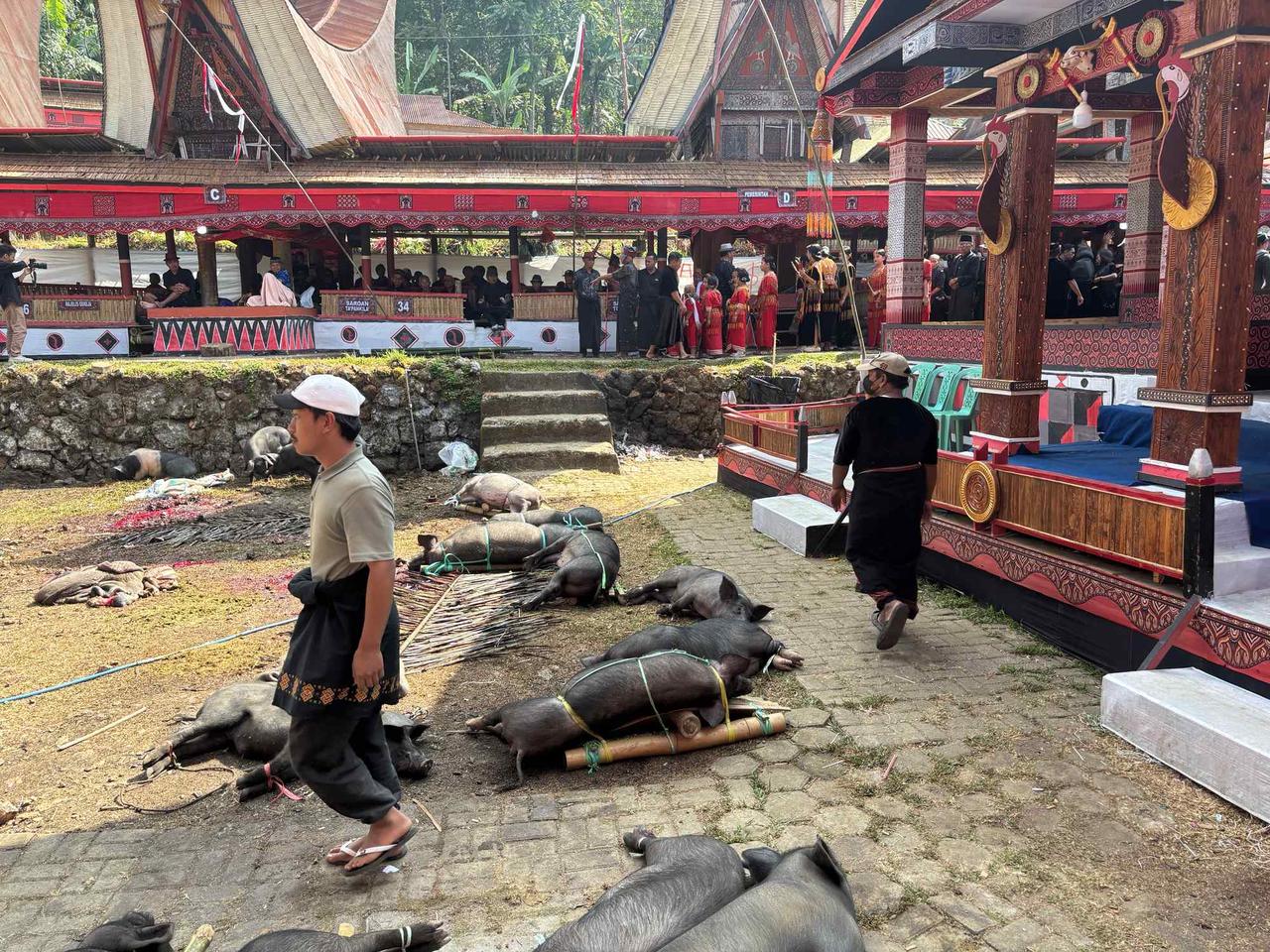 Men in traditional dress walking past rows of sacrificed pigs near the ceremony pavilions