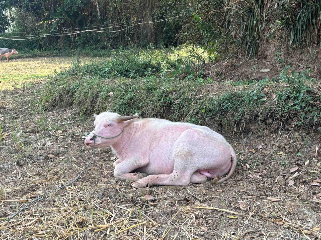 A pale pink, albino-like Tedong Sampao buffalo resting on the ground beside a field