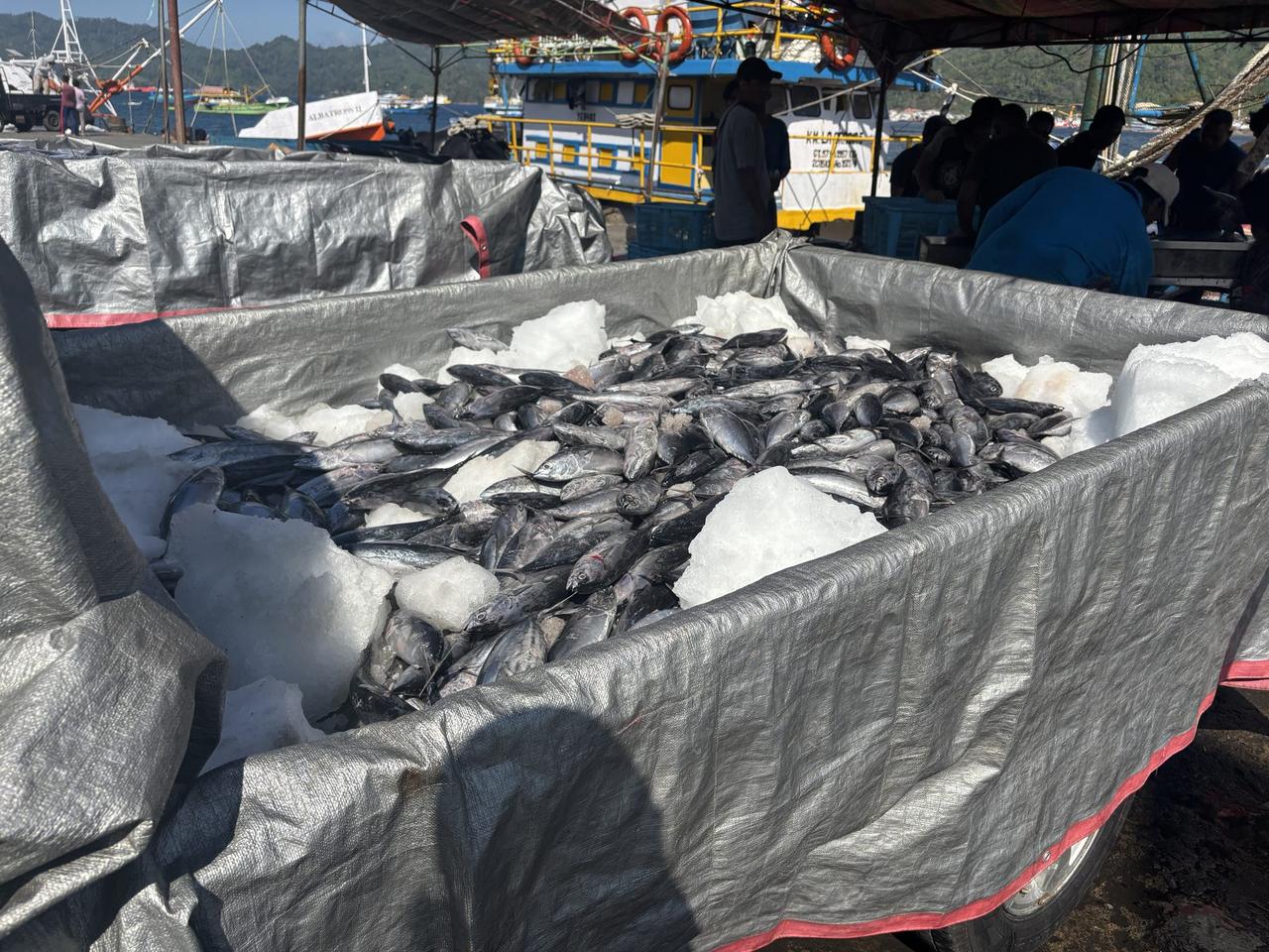 Freshly caught tongkol resting on ice in a cart at the Bitung fish market, boats and workers visible in the background.