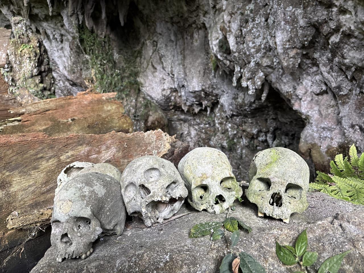 Four skulls, coated in lichen and moss, lined up along a rock ledge inside the cave beside an old wooden beam.