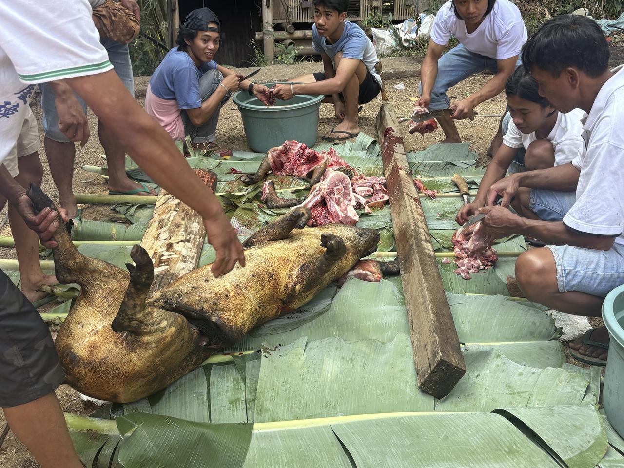 A singed pig carcass and freshly cut meat laid across banana leaves as several men continue butchering.