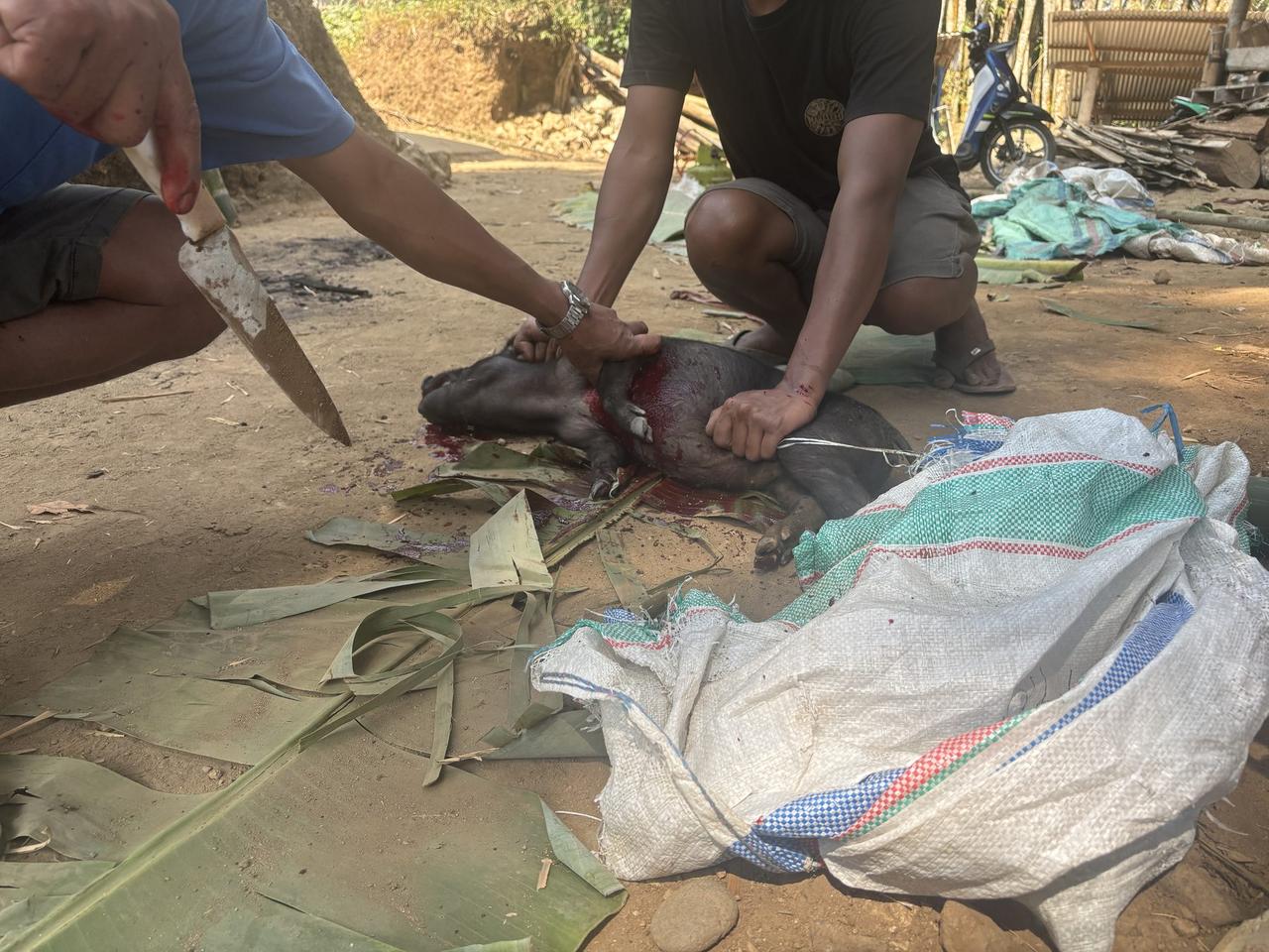 Two men sacrificing a pig on the ground, one holding a knife and the other steadying the animal.