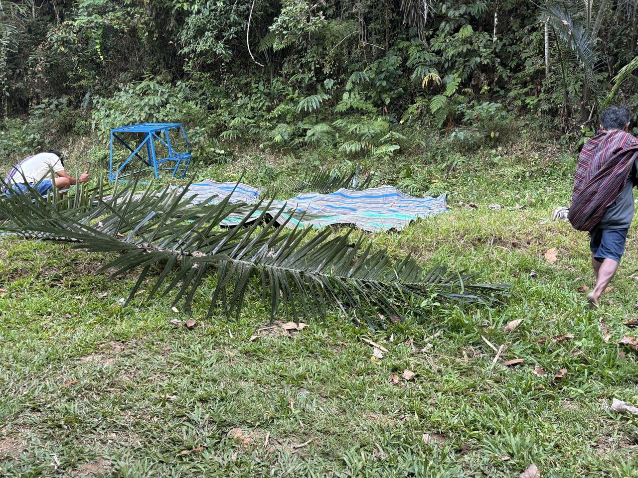 Banana leaves being laid out in overlapping rows on the ground early in the morning, mats spread nearby.