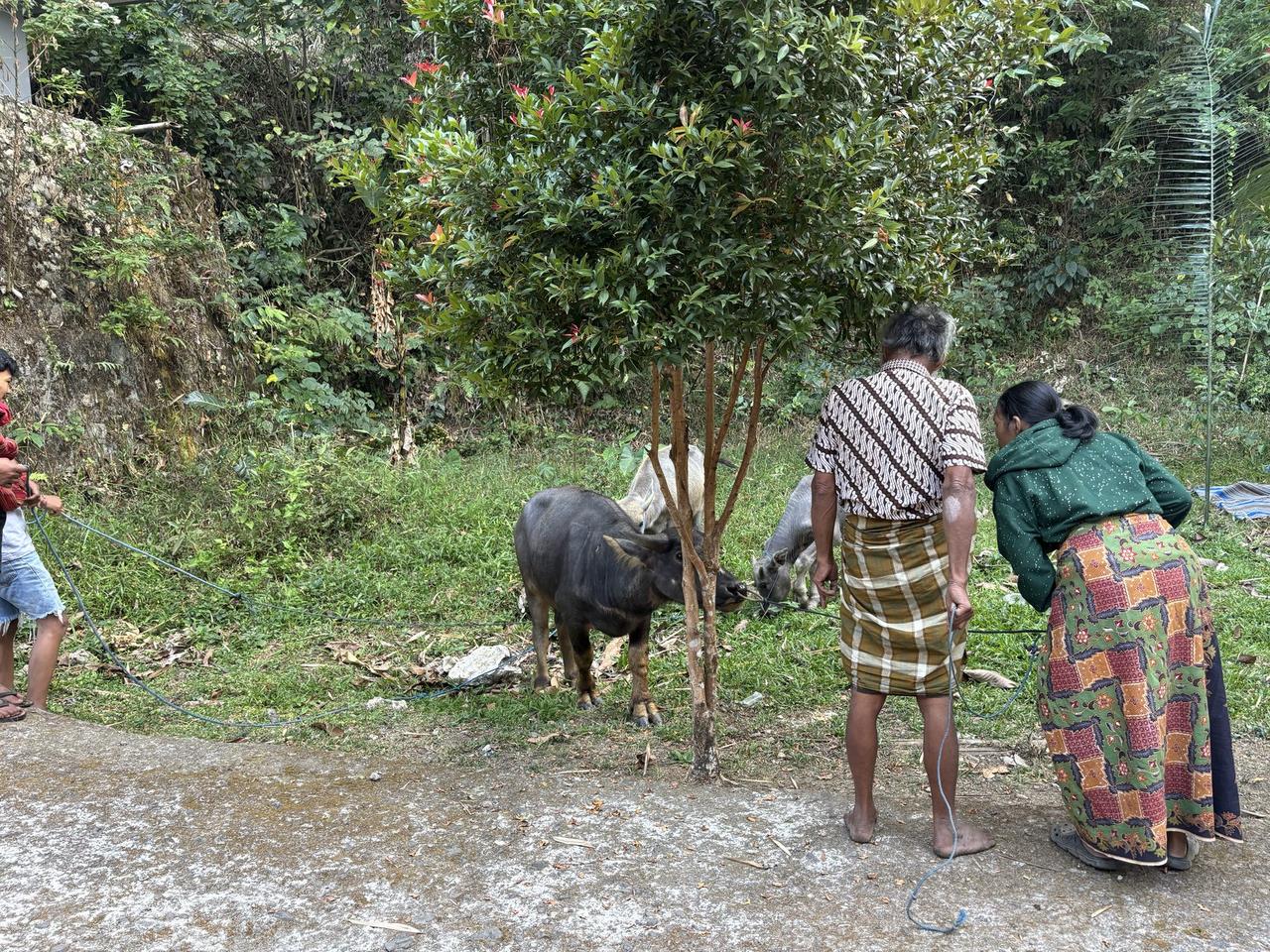 A water buffalo tethered near a tree, an older man and woman standing close to it.