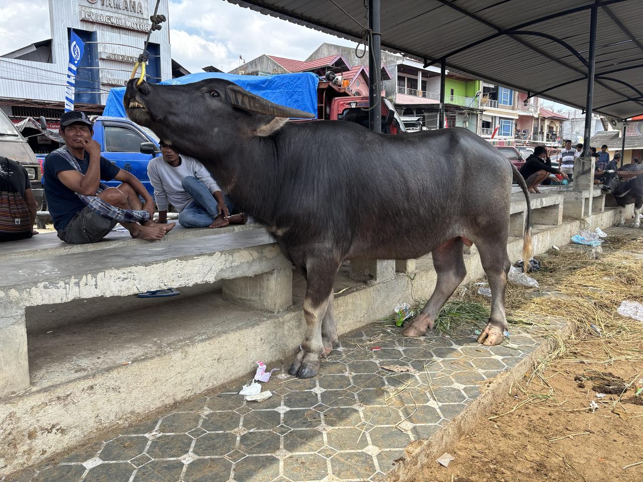 A black water buffalo restrained by a nose rope under the market shelter, two men seated nearby.