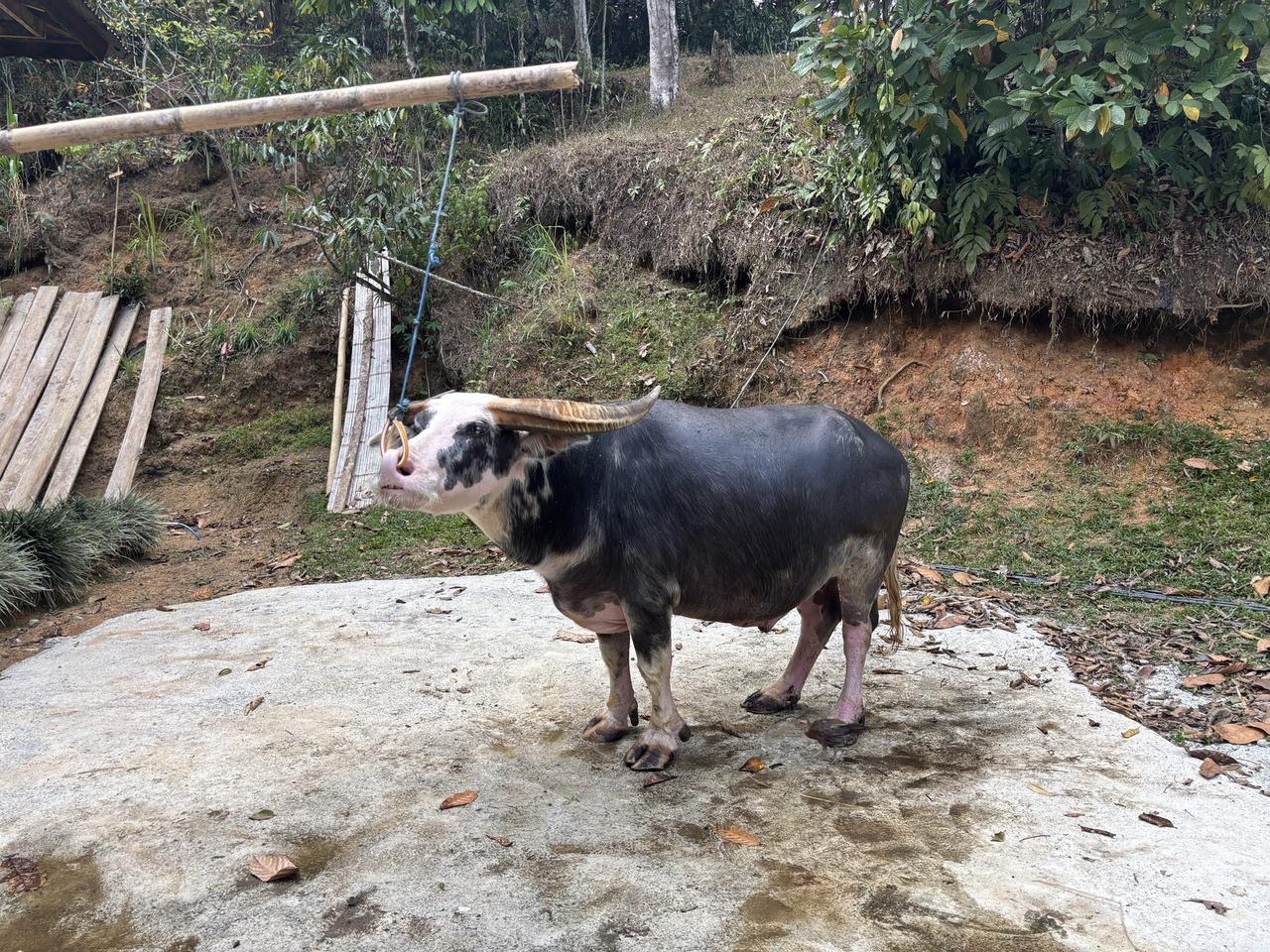 A pale sambao-type buffalo resting in the grass beside the road, one of only four buffalo at the farm.