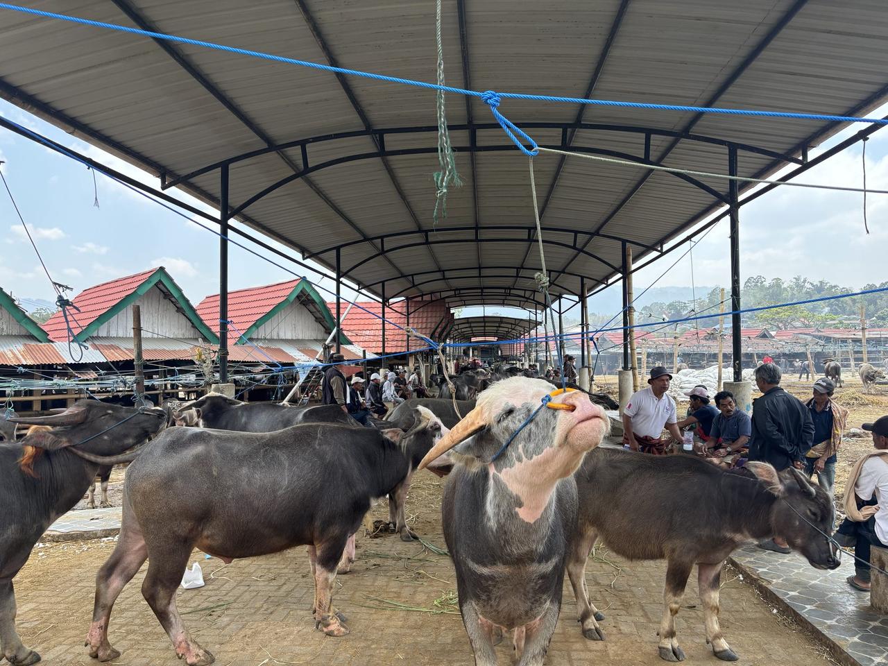 Several buffalo tied beneath the covered shed at Pasar Bolu, one with a notably lighter face standing at the front of the row.