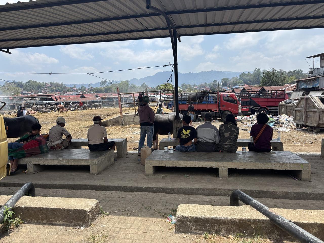A long covered shelter at Pasar Bolu, farmers seated on concrete benches with a water buffalo standing among them and the market yard stretching out behind.