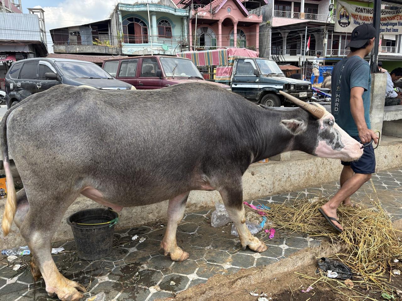 A buffalo with a paler, blushed face being led by rope past a feed bucket at the edge of the market.