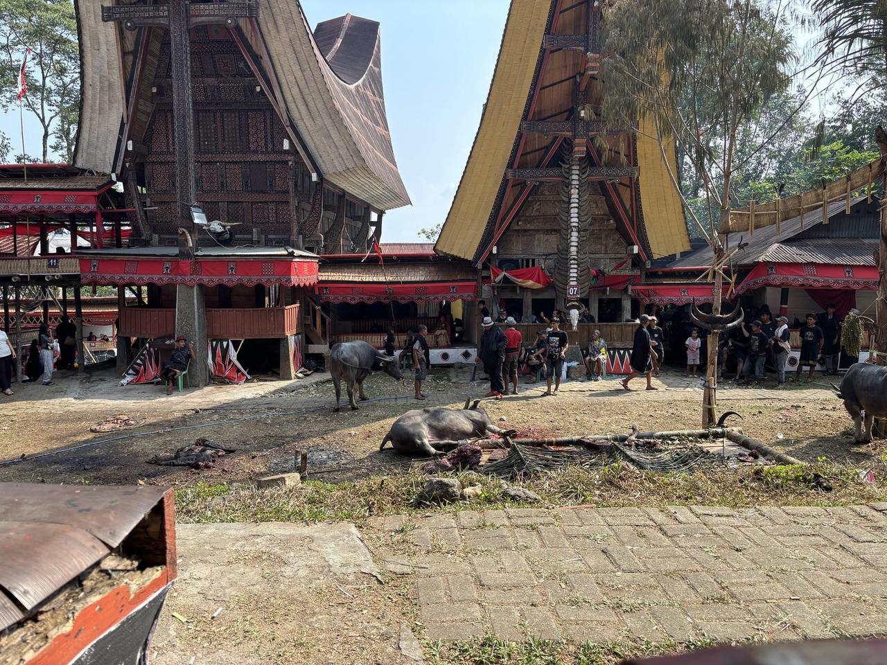 A water buffalo down on the ground near two tongkonan buildings, blood visible, another buffalo standing nearby.