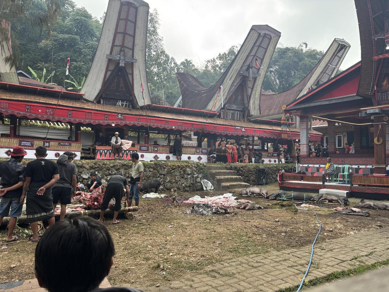 A wide view of the ceremony compound crowded with tied and butchered pigs, guest pavilions numbered along the plaza, tongkonan roofs behind.