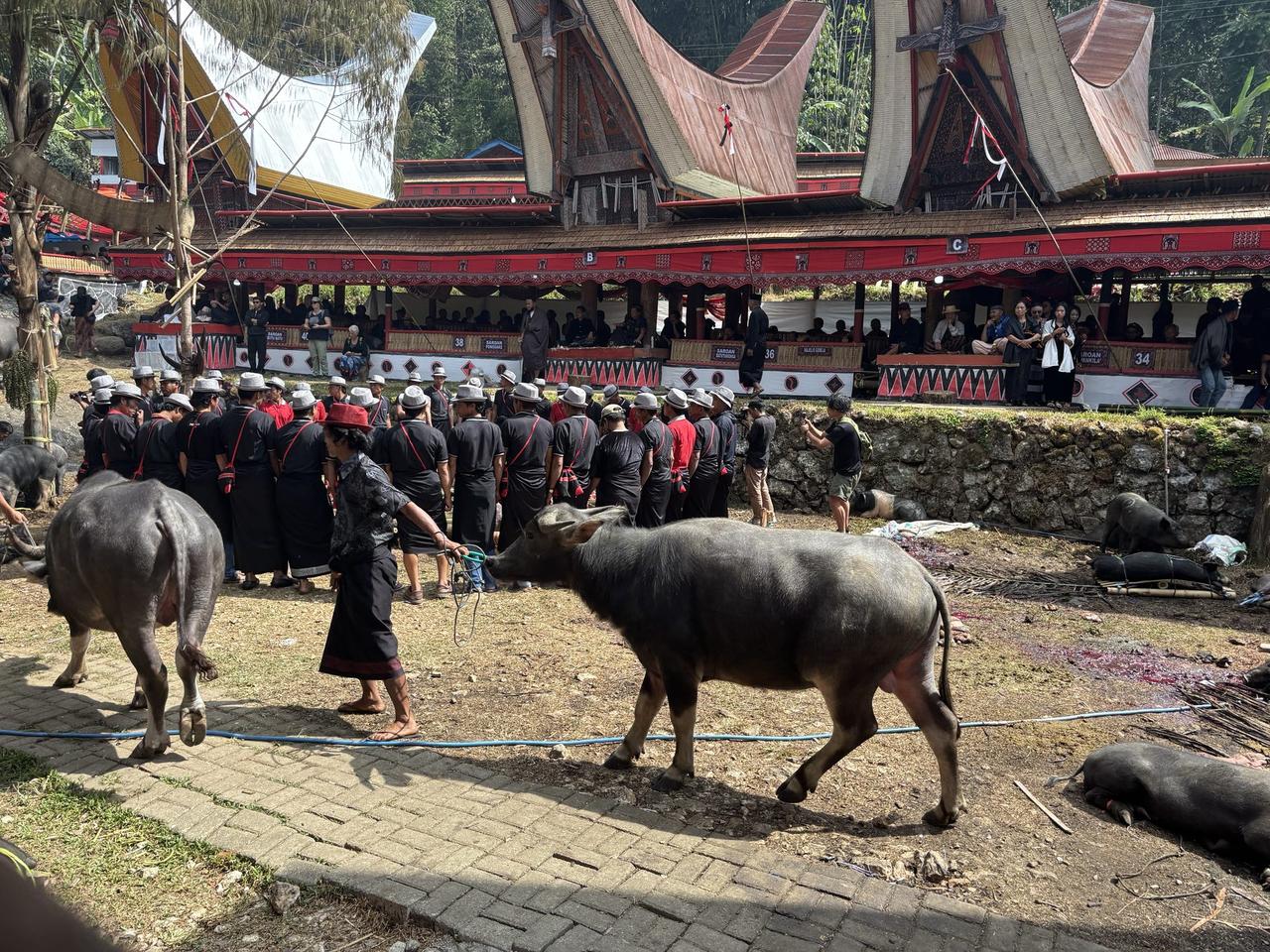 A water buffalo being led on a rope past a crowd of men in black shirts and red sashes near the guest pavilions.