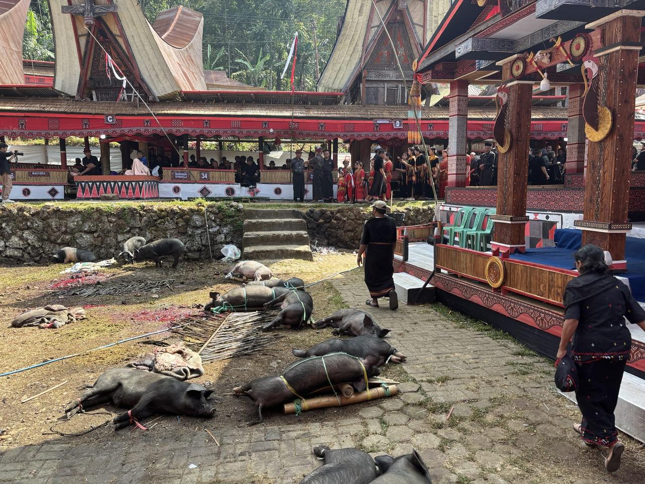 Rows of pigs tied with rope, some resting and some still moving, gathered near a stage with green plastic chairs.