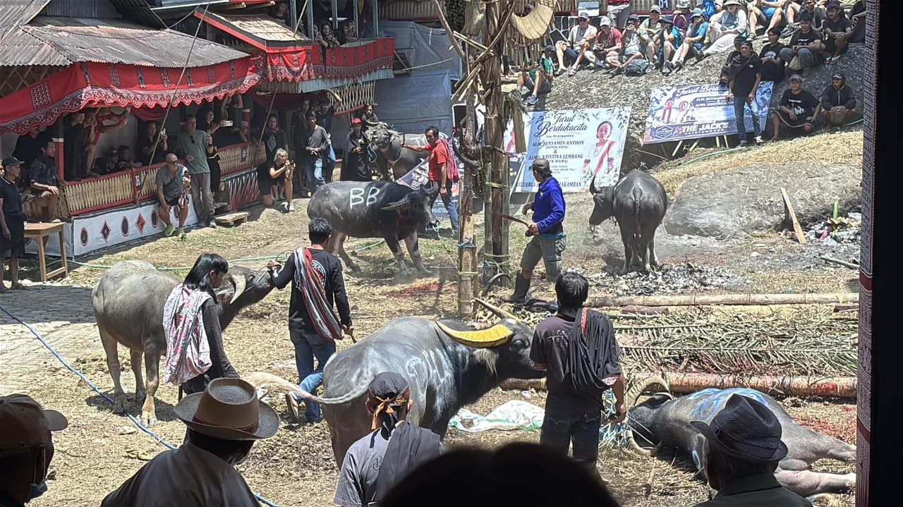 A man cutting the throat of a water buffalo in the ceremony plaza, other tethered buffalo nearby, condolence banners visible in the background.