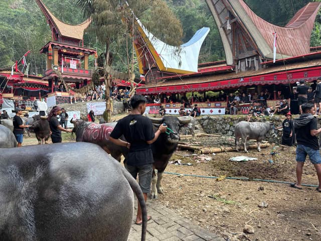 Crossroads of Blood and Prayer: Day Three of Rambu Solo and Toraja's Economy of Sacrifice