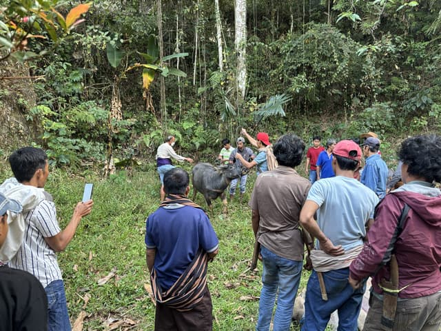 Ma'nene, Day Five: The Toraja Water Buffalo Ceremony That Closes the Circle