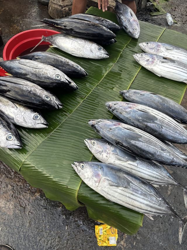 Pasar Ikan: Walking Through the Market That Feeds Ambon