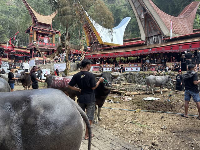 Rambu Solo, Days Three and Four: The Water Buffalo Sacrifice, Outside the Village and Within It