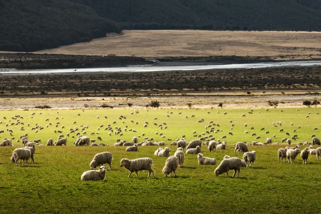 New Zealand